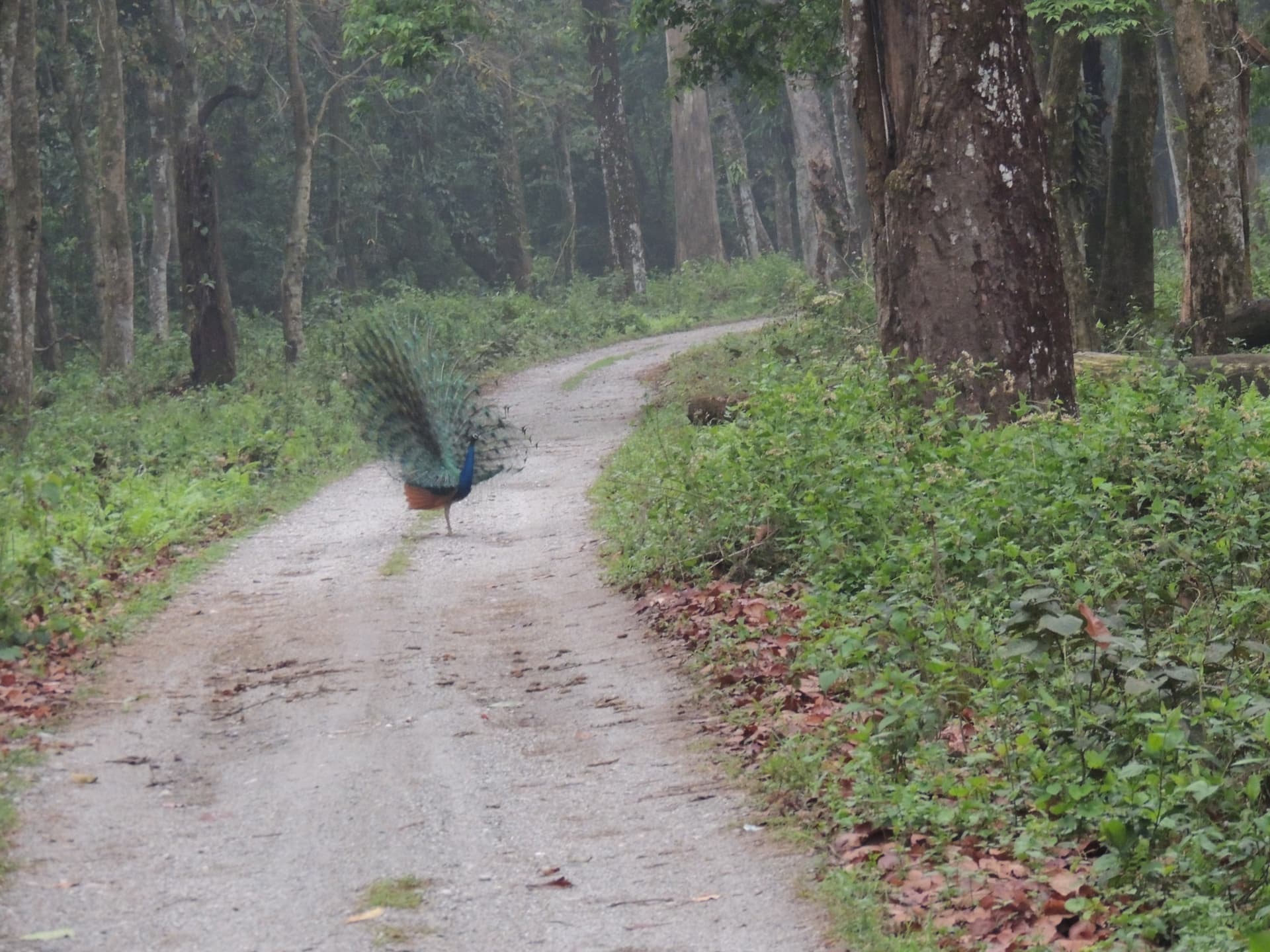 Peacock on a Forest Road, North Bengal
