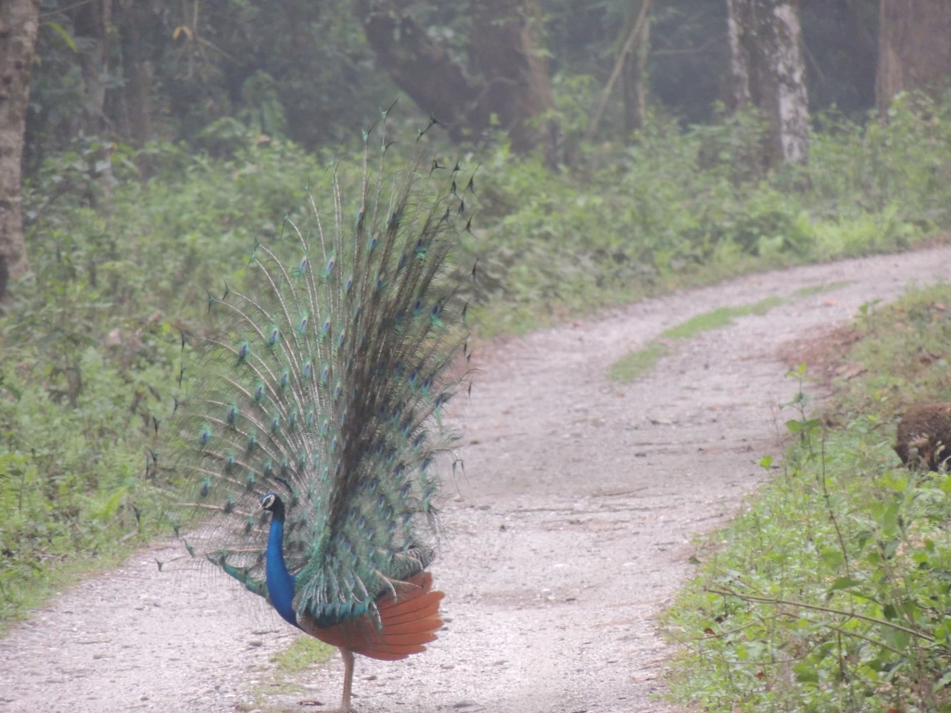 Peacock Displaying in the Forest, North Bengal