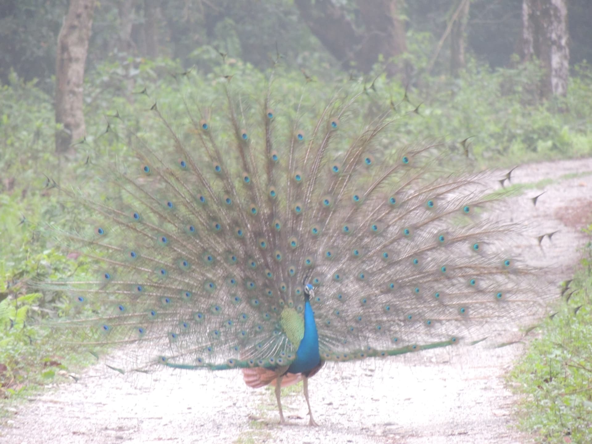 The Peacock’s Grand Fan, North Bengal