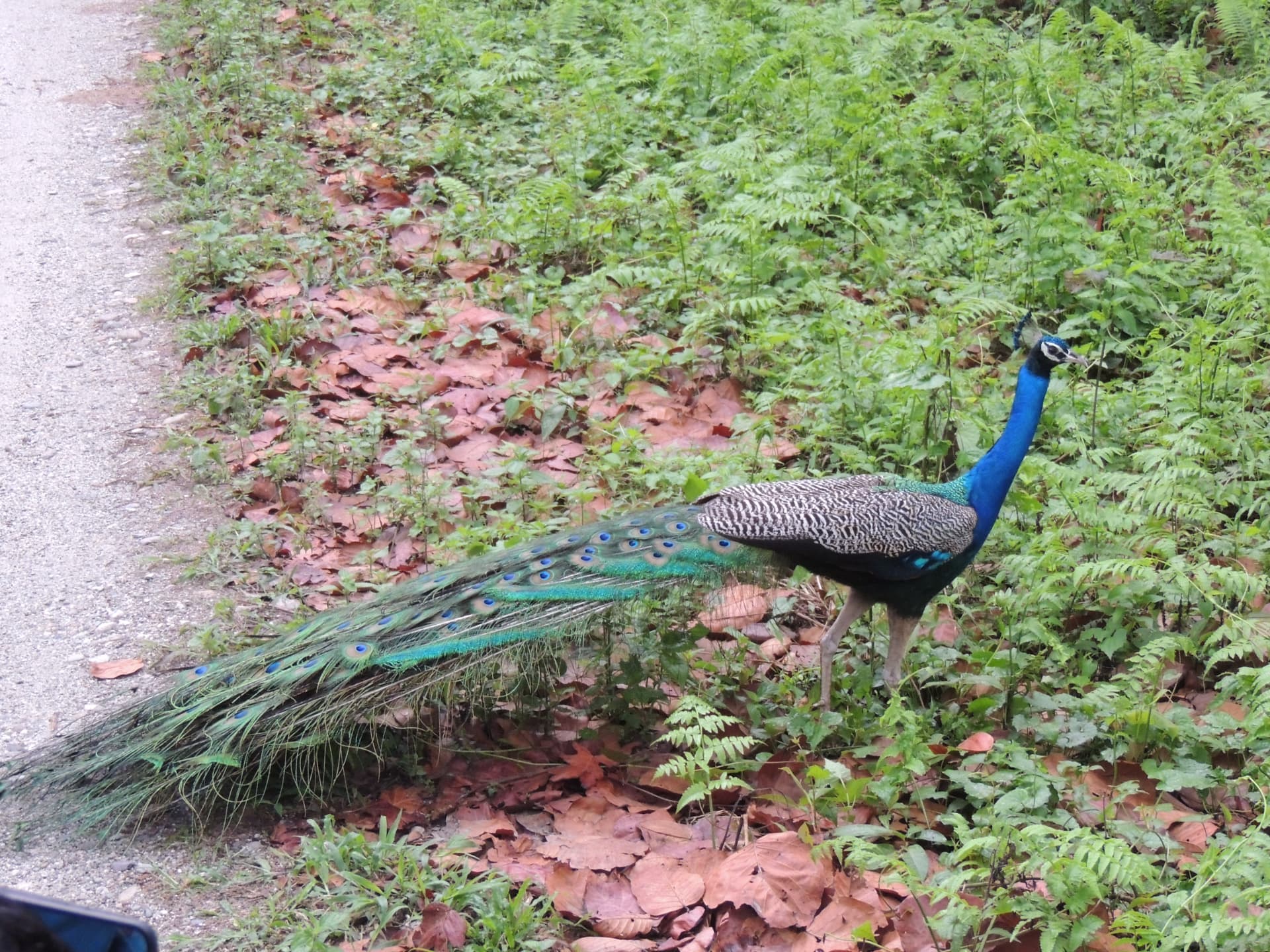 Peacock beside the Forest Path, North Bengal