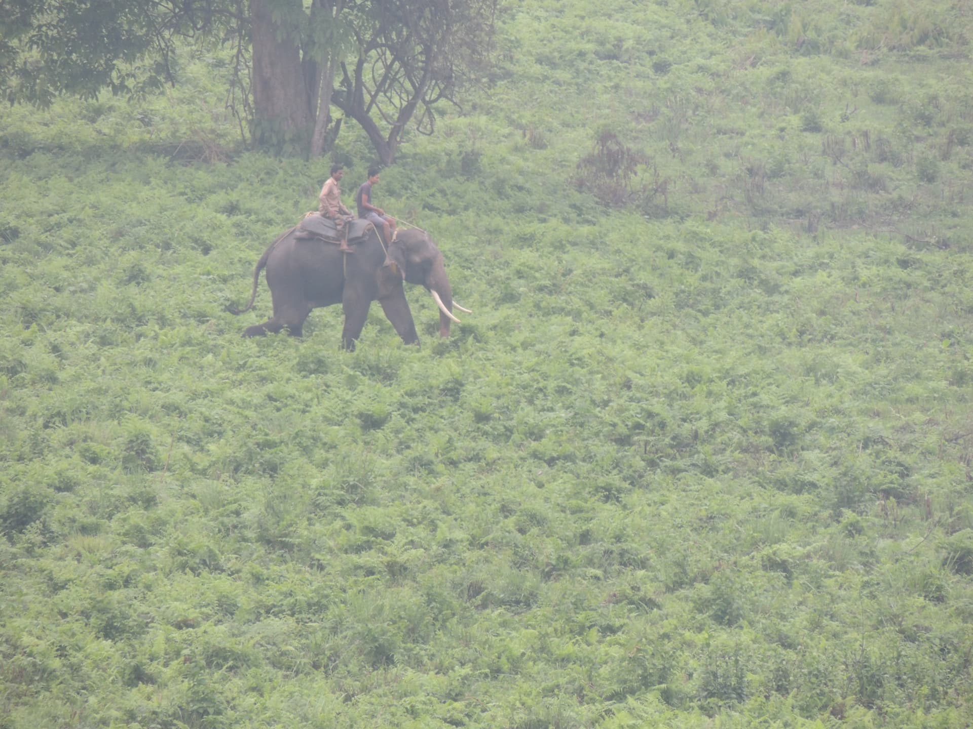 Elephant Patrol across the Grassland, North Bengal