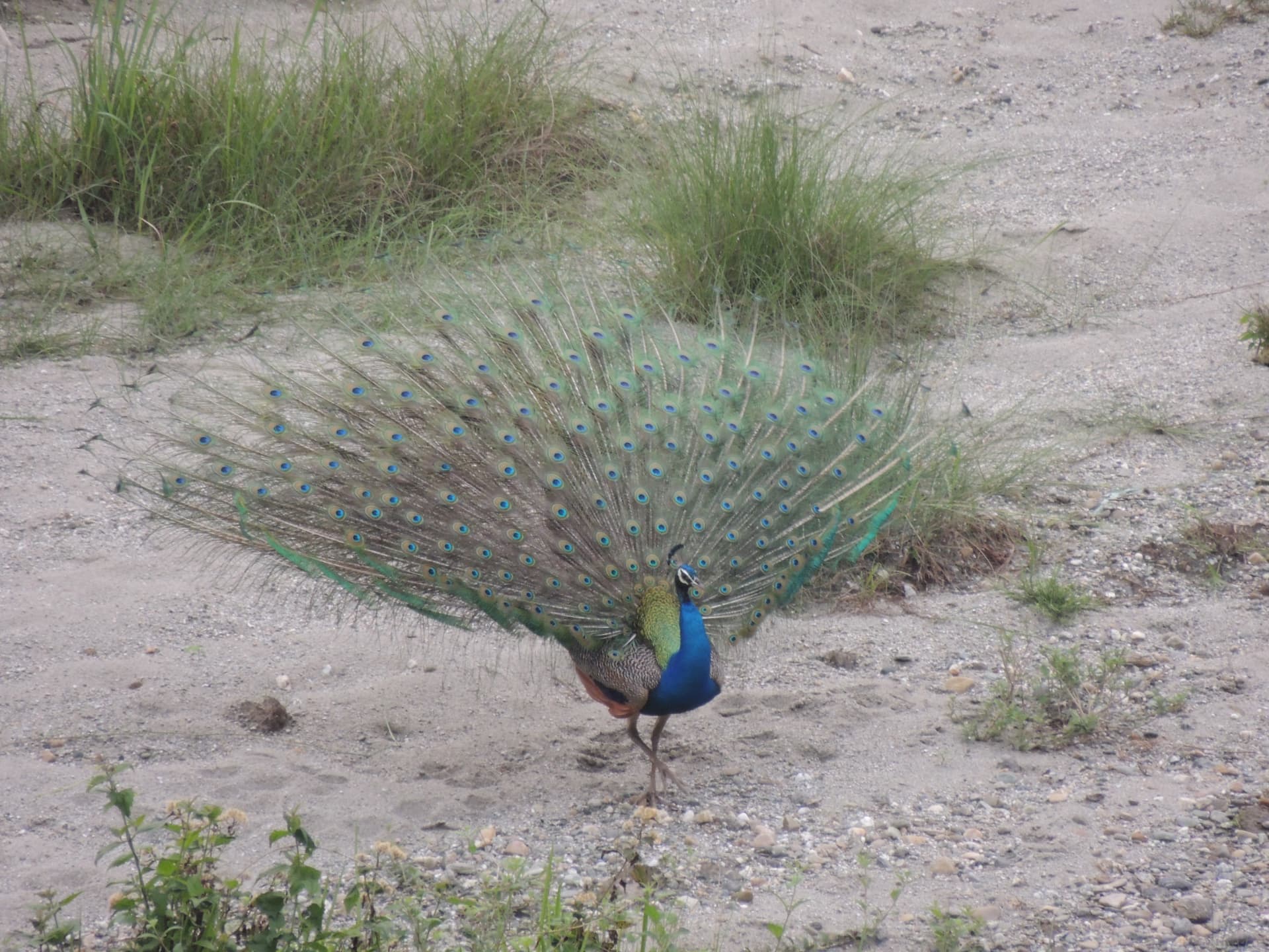 Peacock on the Sandy Riverbed, North Bengal