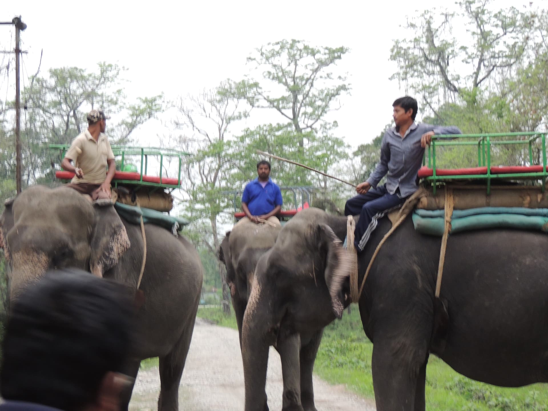 Forest Elephants with Mahouts, North Bengal
