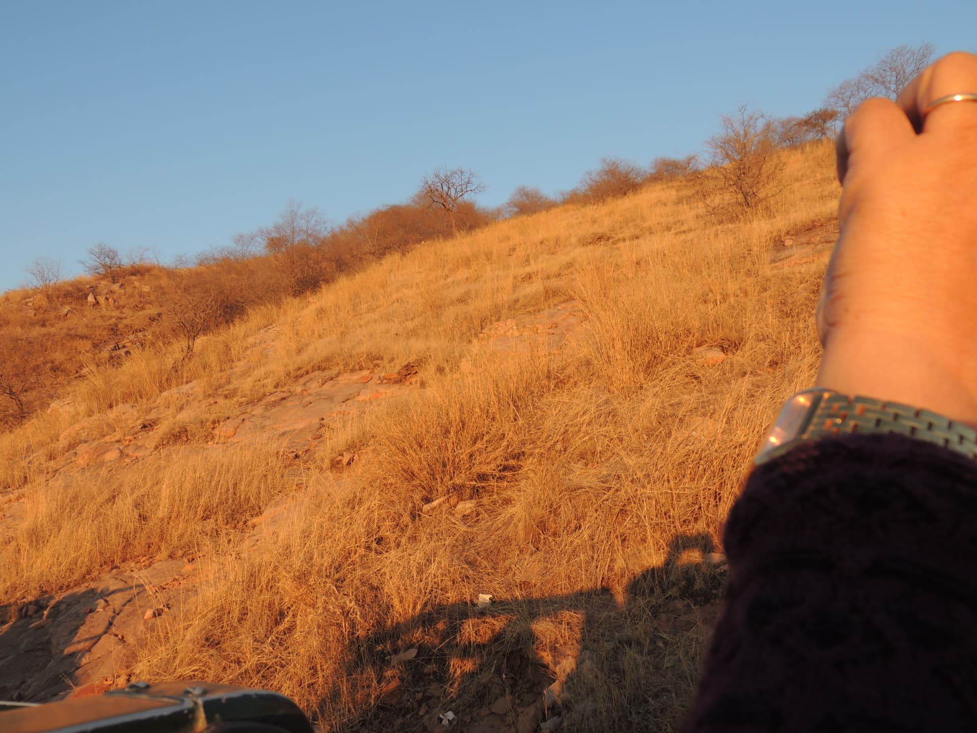 Golden hillside at sunrise, Ranthambore, Rajasthan