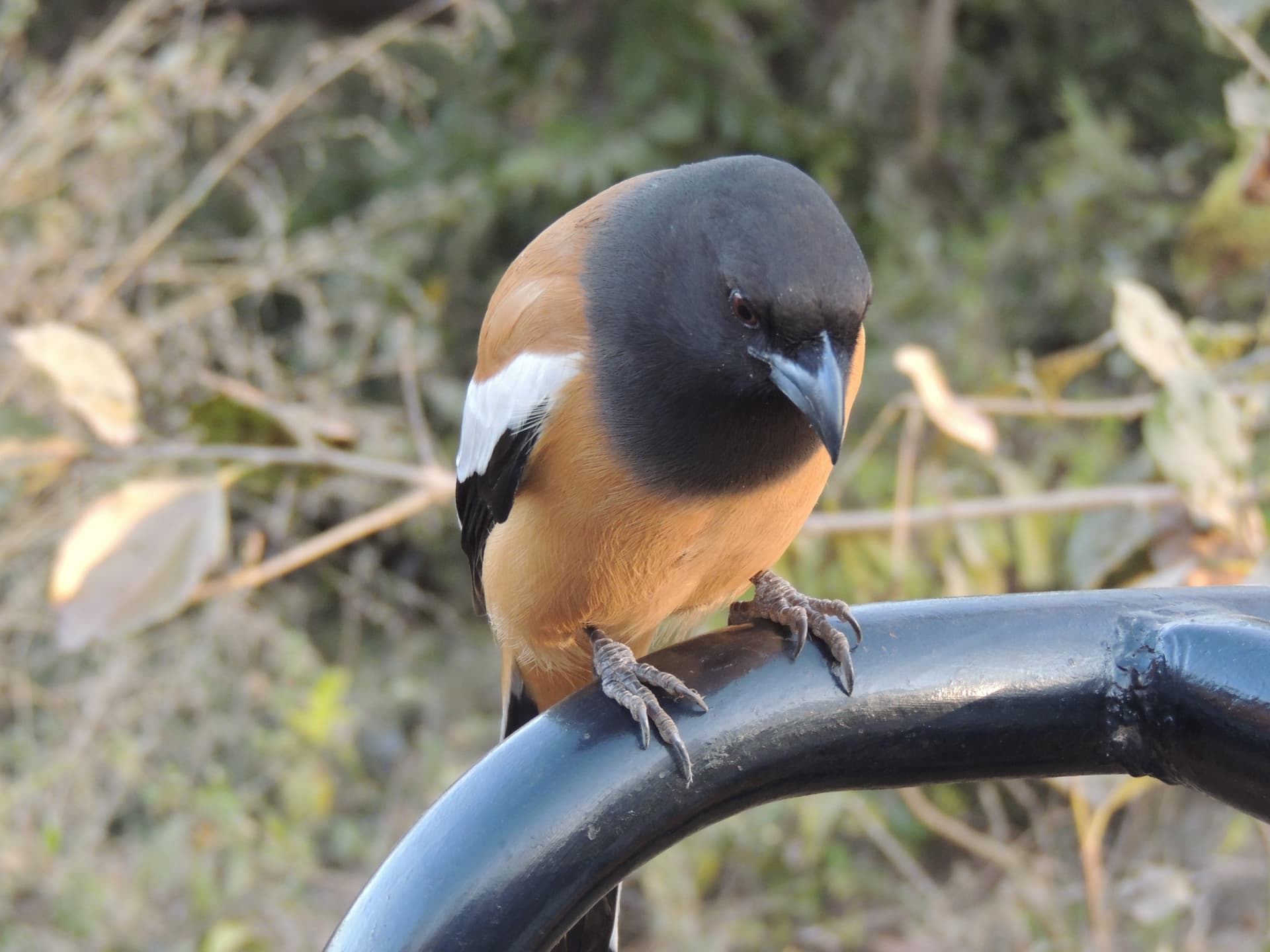 Rufous treepie, Ranthambore, Rajasthan