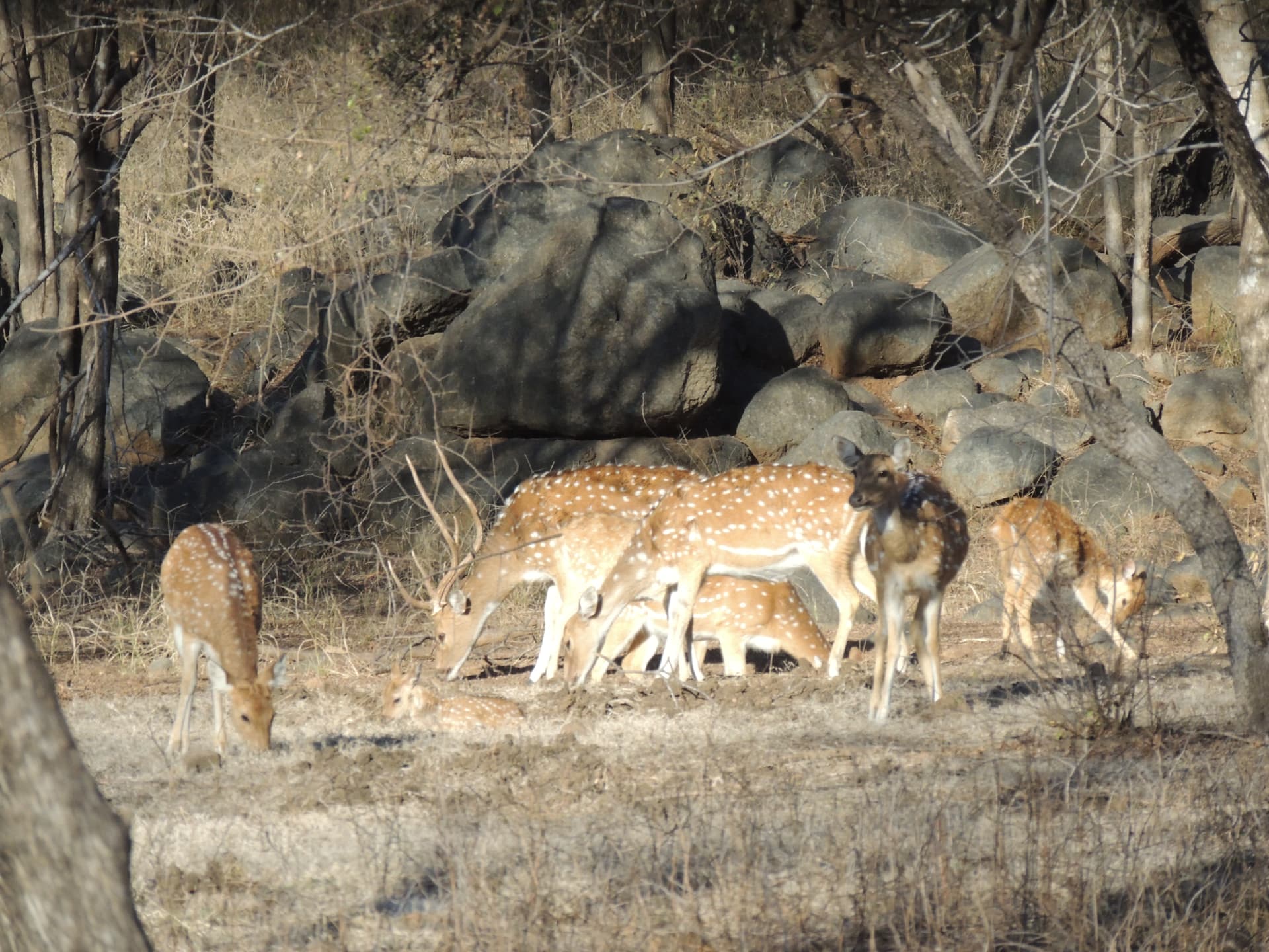 Spotted deer herd, Ranthambore, Rajasthan
