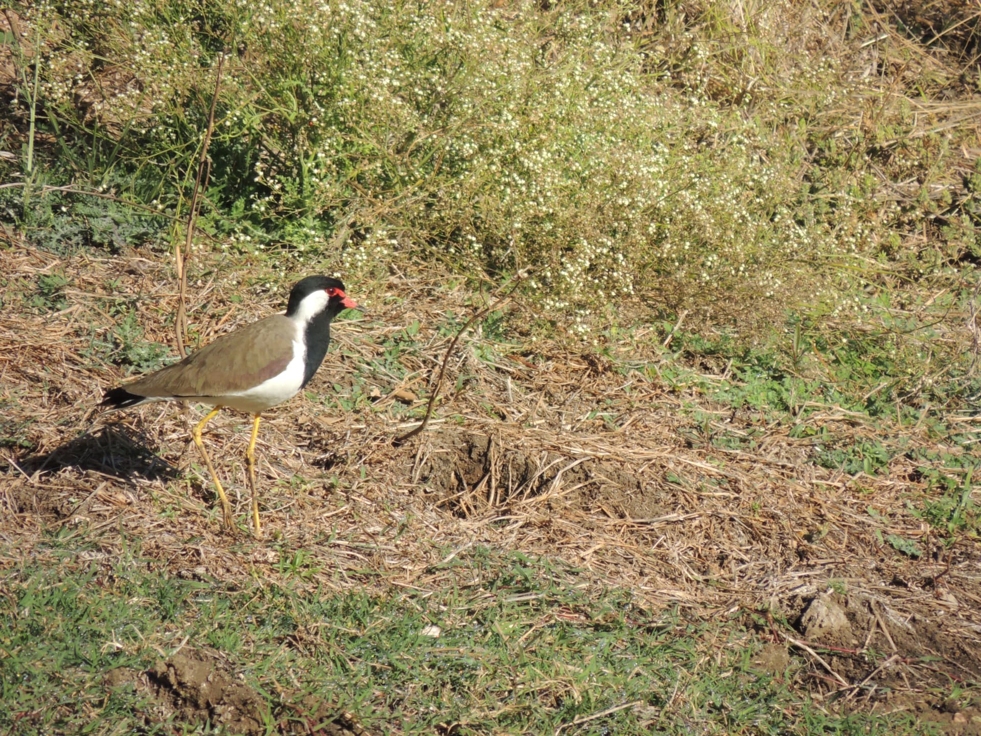 Red-wattled lapwing, Ranthambore, Rajasthan