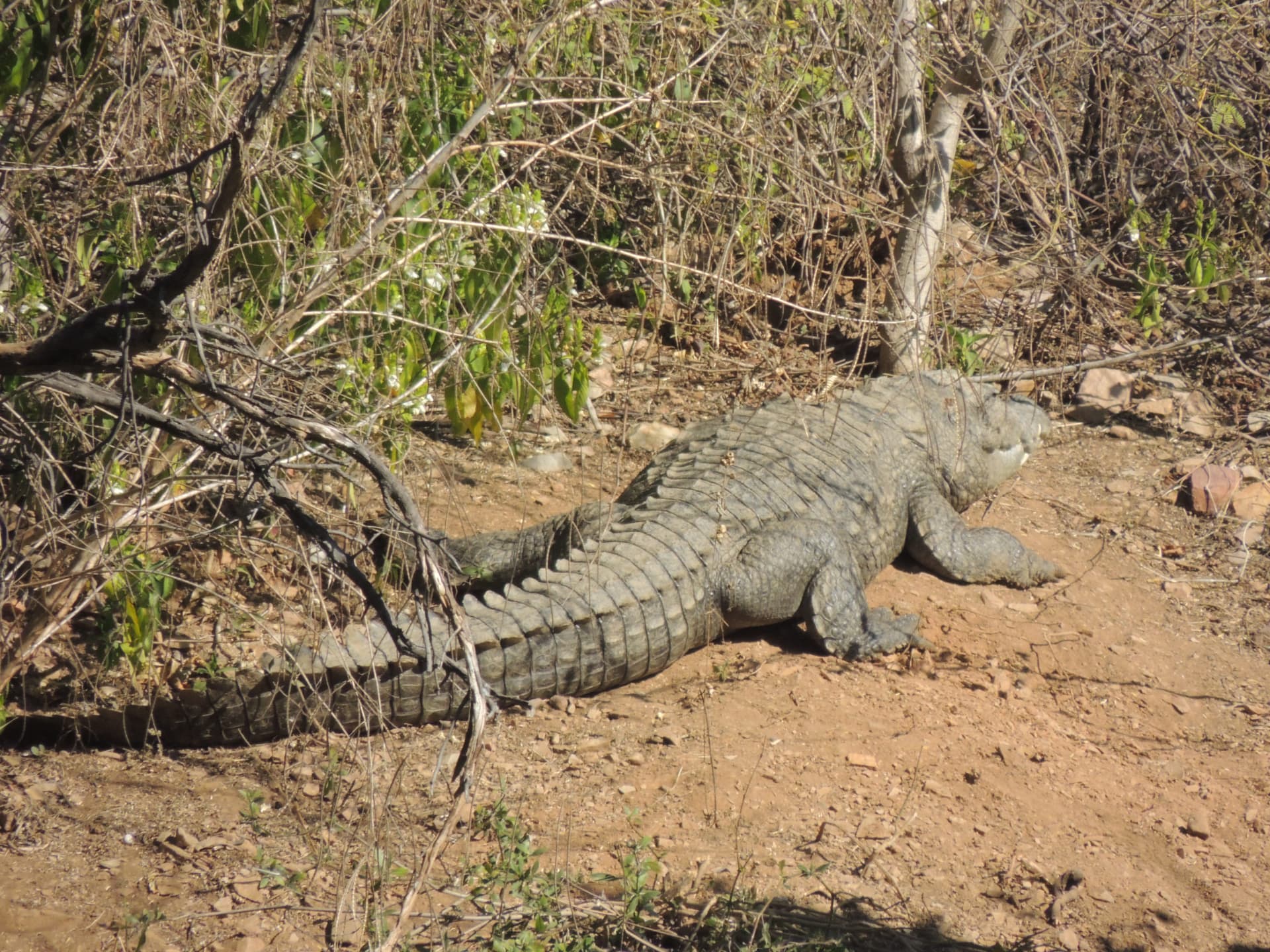 Marsh crocodile basking, Ranthambore, Rajasthan