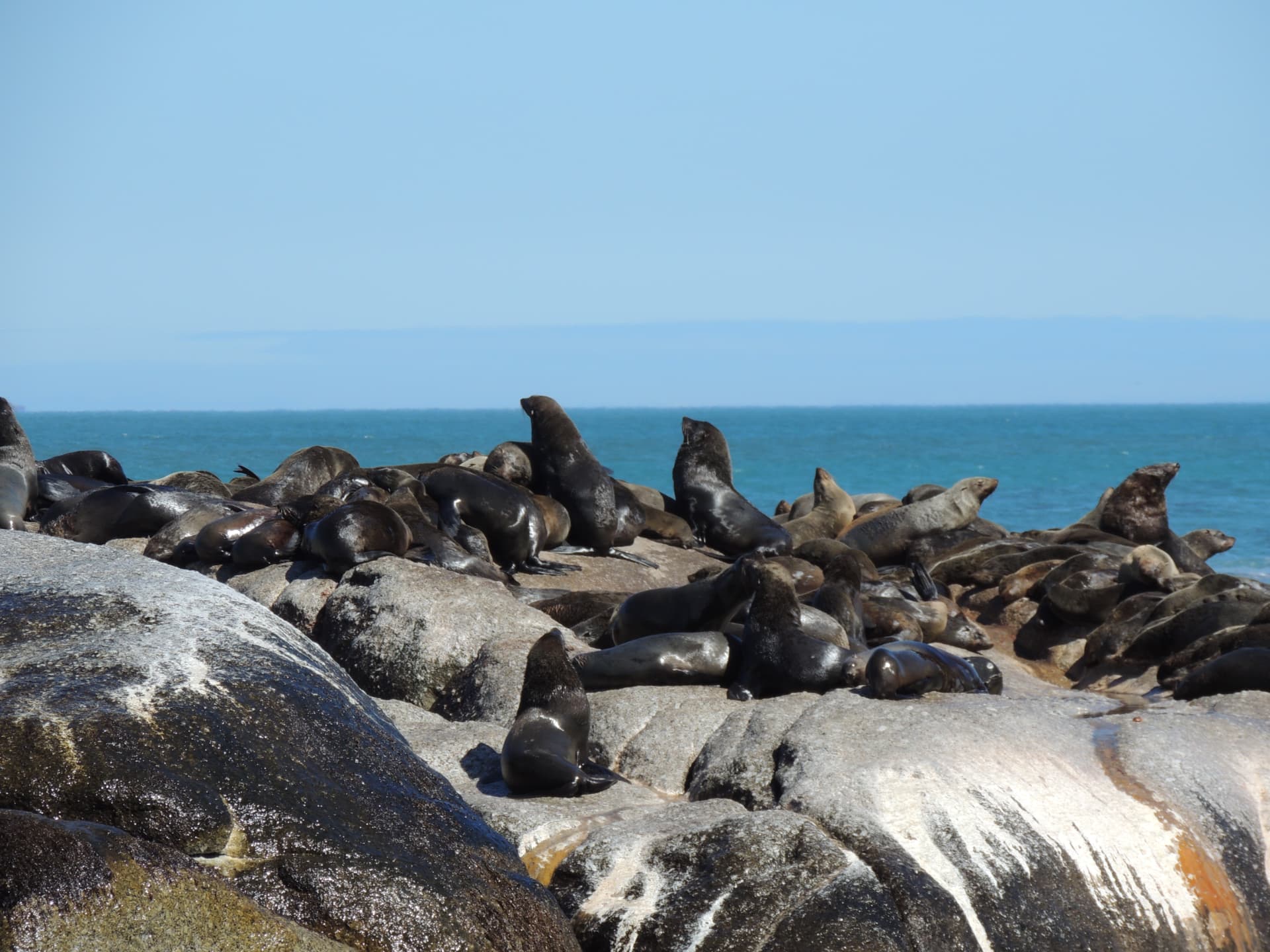 Seal Colony on the Rocks, Duiker Island, South Africa