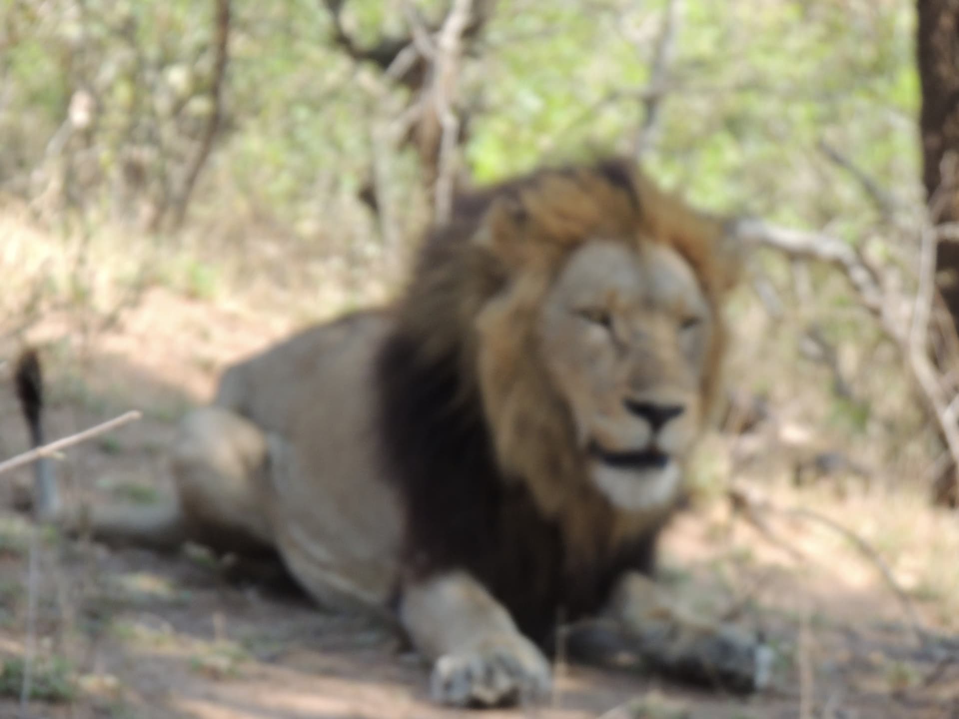 Resting Lion, South Africa