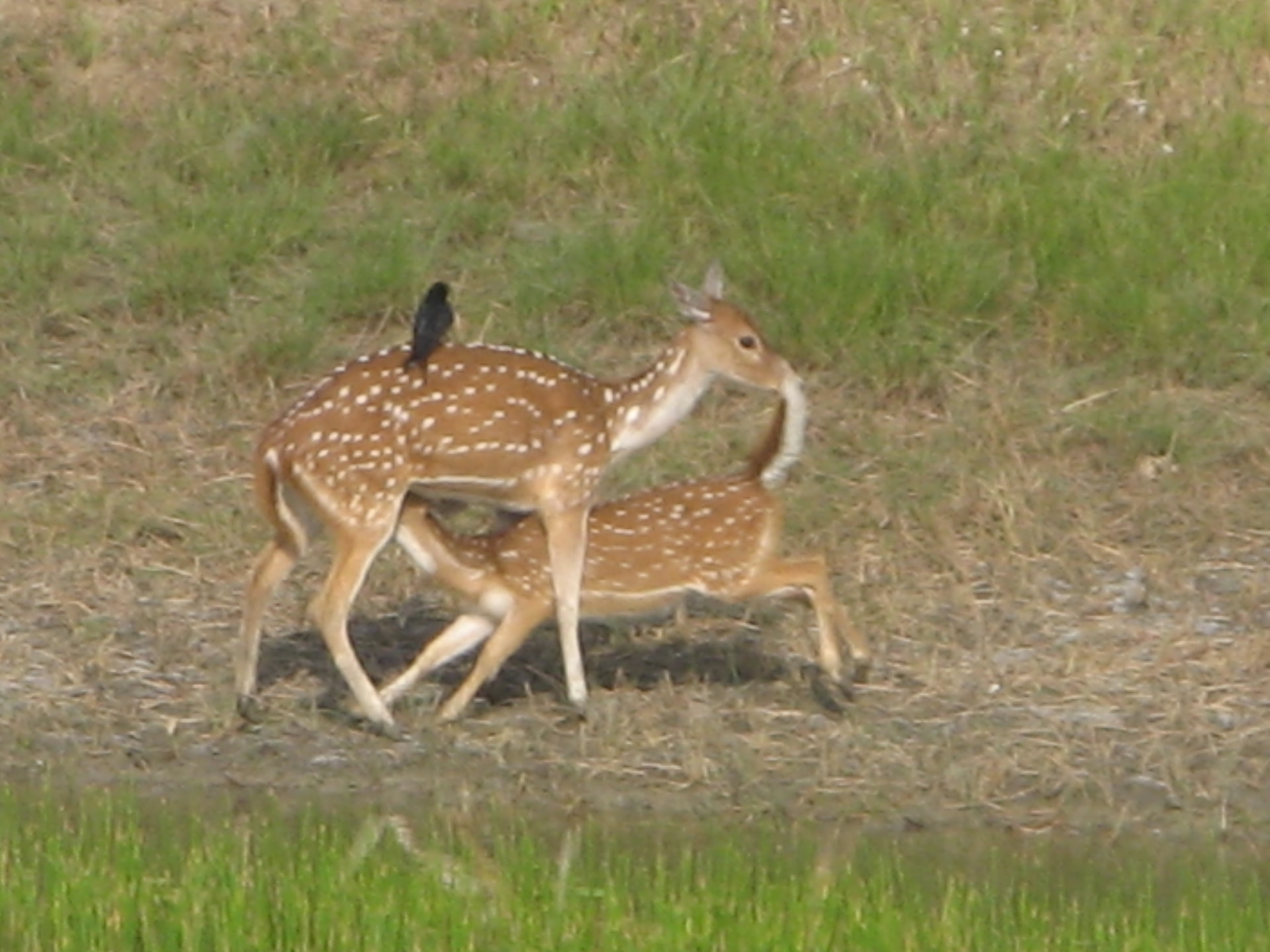 Spotted Deer by the Water, Sudhanyakhali, Sundarban