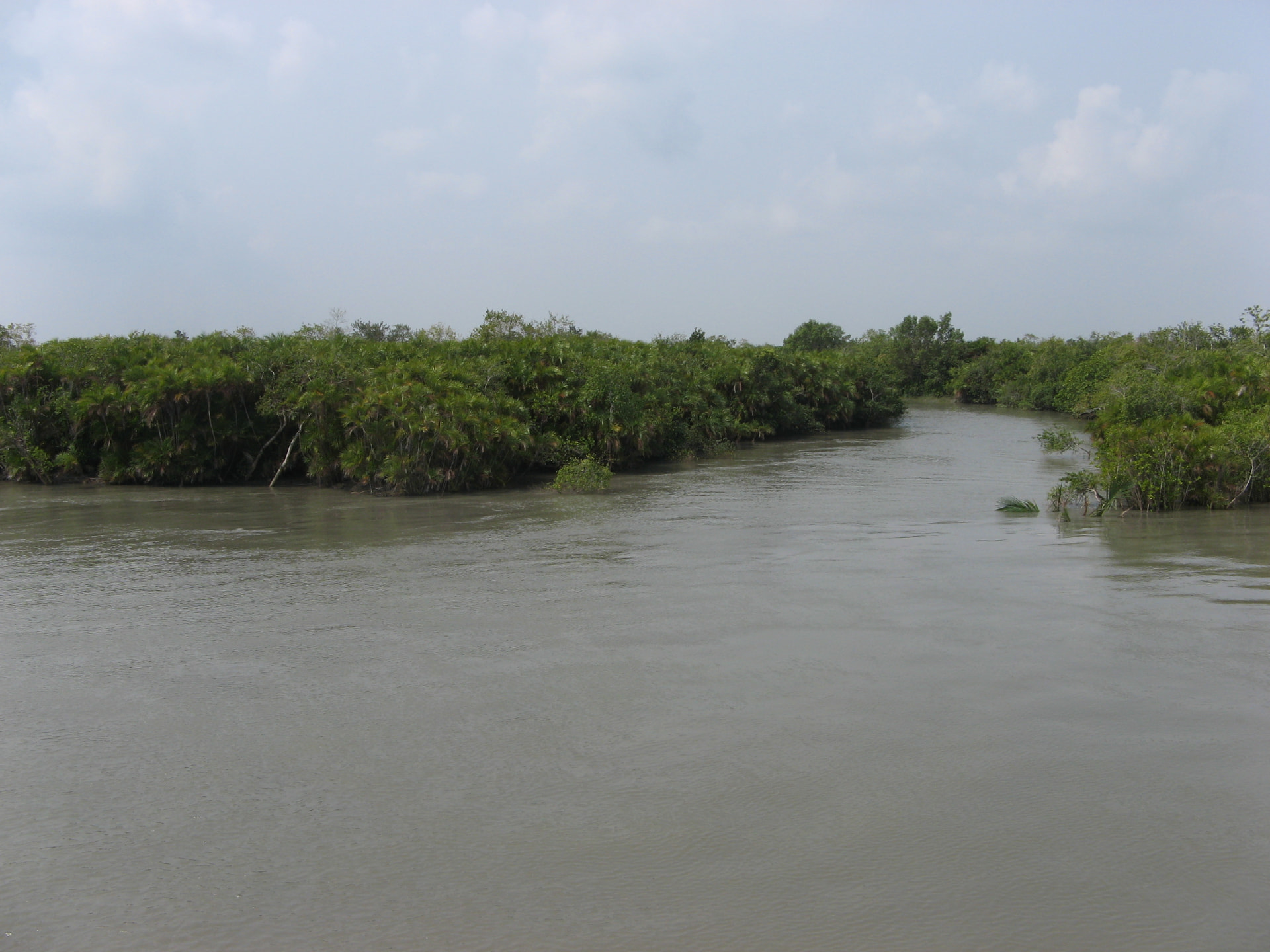 Mangrove Creek at Midday, Sundarban, West Bengal