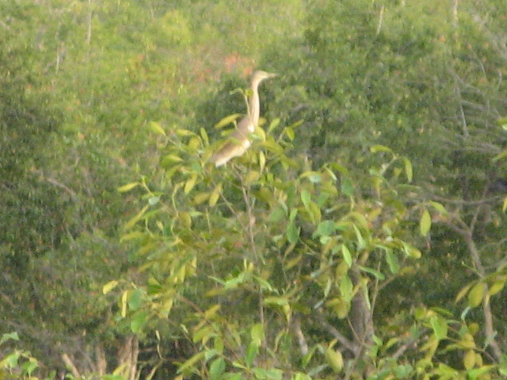 Pond Heron in the Mangroves, Sundarban, West Bengal