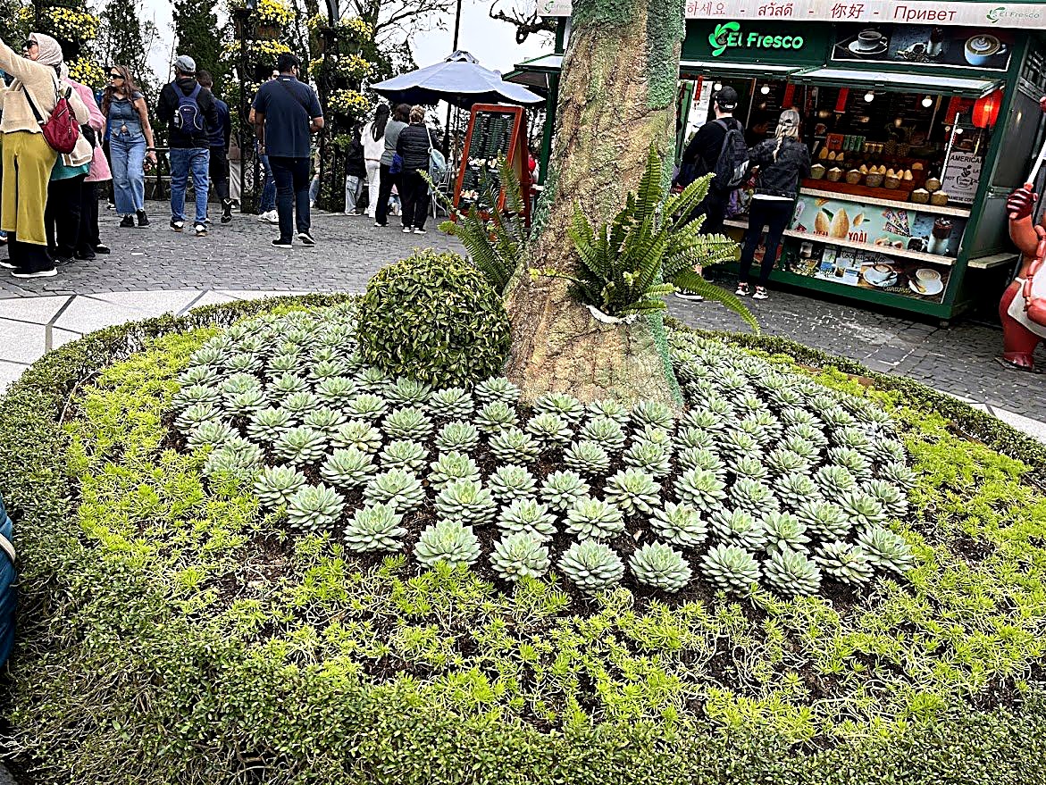 Succulent Garden Bed, Ba Na Hills, Da Nang