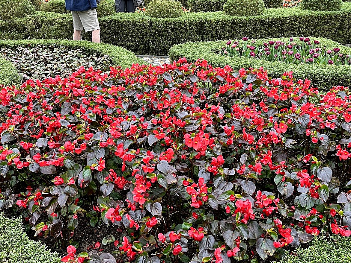 Begonia Beds, Ba Na Hills, Da Nang